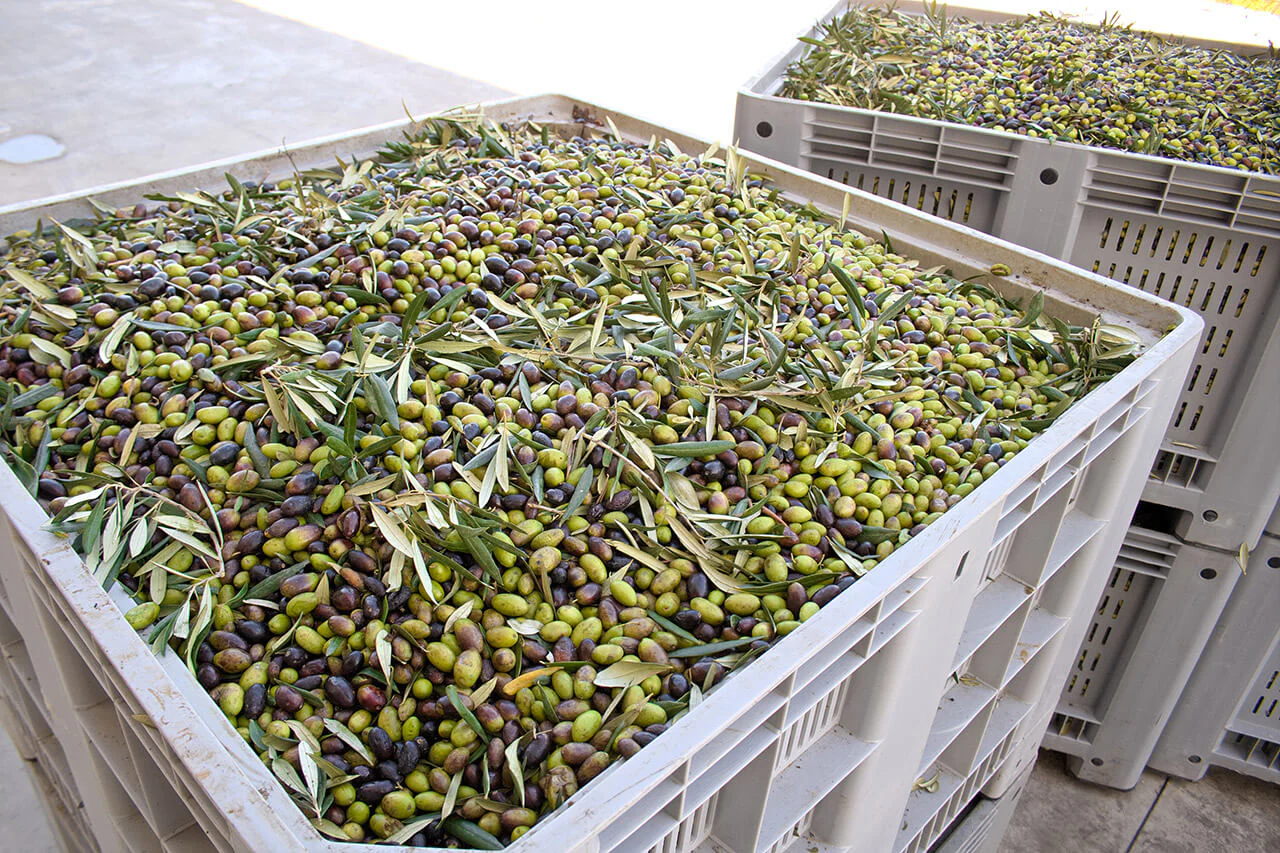 Over de teelt en oogst van olijven